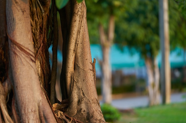 Chameleon climb on tree stem