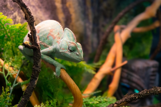 Chameleon close up multicolor beautiful cute chameleon reptile\
closeup with colorful bright skin the concept of disguise exotic\
tropical pet selective focus blurred background stock\
photography