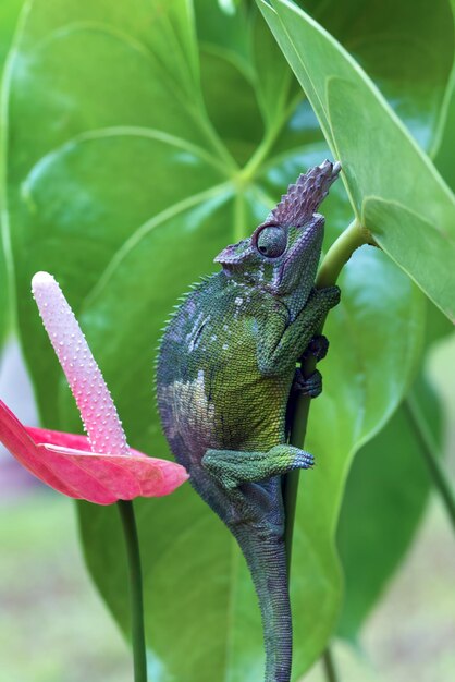 Chameleon fischer closeup on leaves