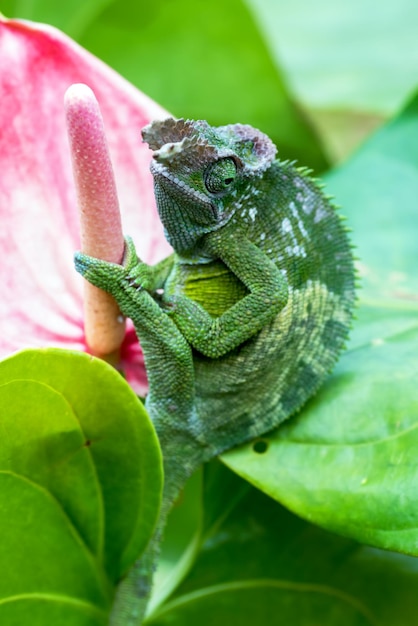 Foto chameleon fischer primo piano sull'albero camaleonte fischer che cammina sui ramoscelli