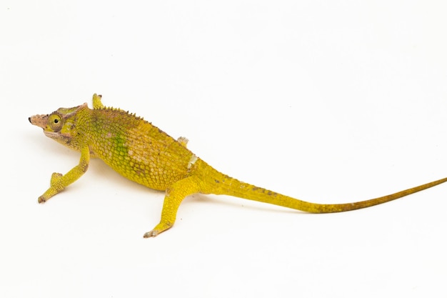 Photo chameleon fischer kinyongia fischeri isolated on white background