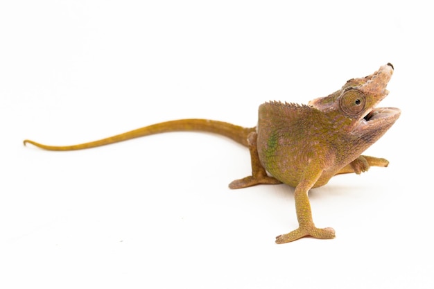 Chameleon Fischer Kinyongia fischeri isolated on white background