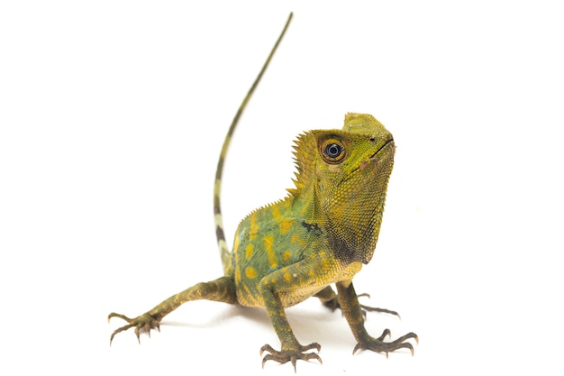 Chameleon forest dragon lizard