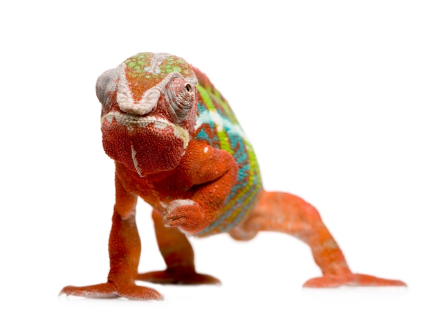 Photo chameleon furcifer pardalis - ambilobein front on a white isolated