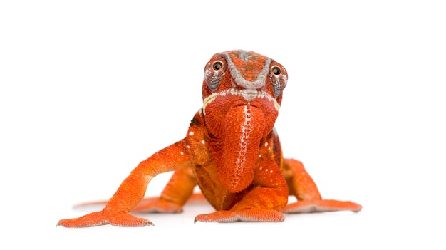 Photo chameleon furcifer pardalis - ambilobein front on a white isolated