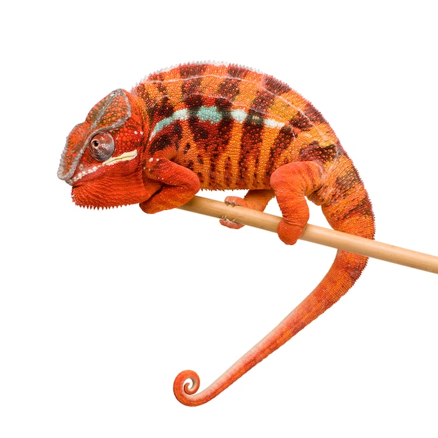 Chameleon Furcifer Pardalis - Ambilobein front on a white isolated