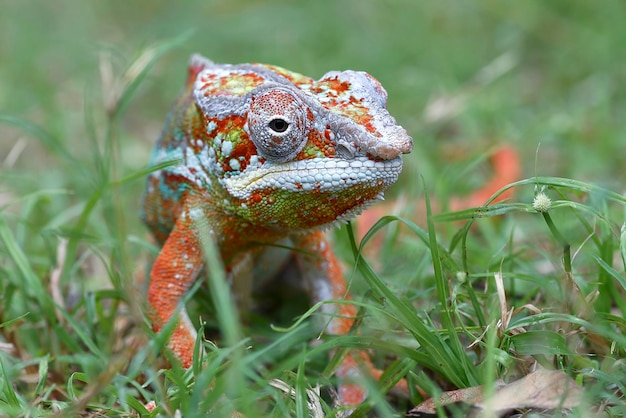 A chameleon in the grass with the word chameleon on the front