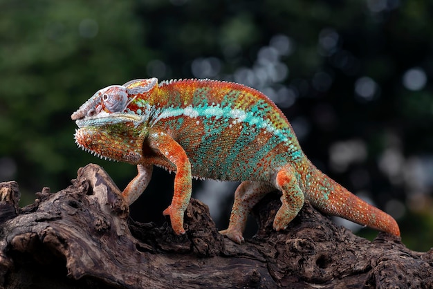 A chameleon is on a branch in the jungle.