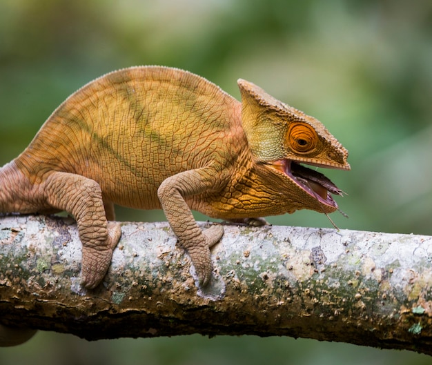 Foto il camaleonte sta mangiando l'insetto. avvicinamento. madagascar.