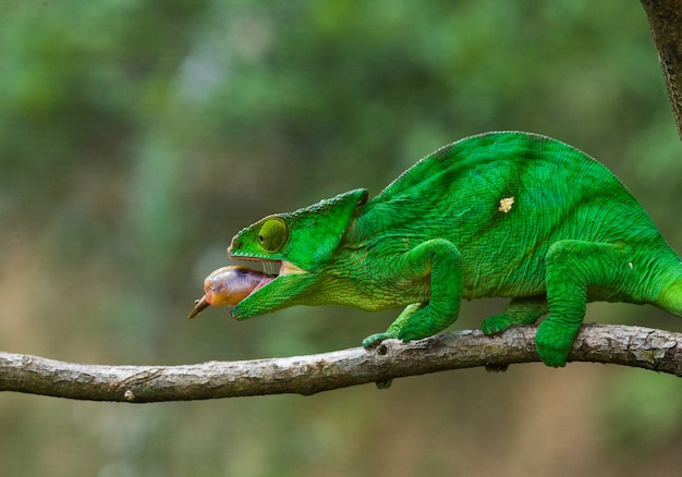 Chameleon is eating insect. Close-up. Madagascar.