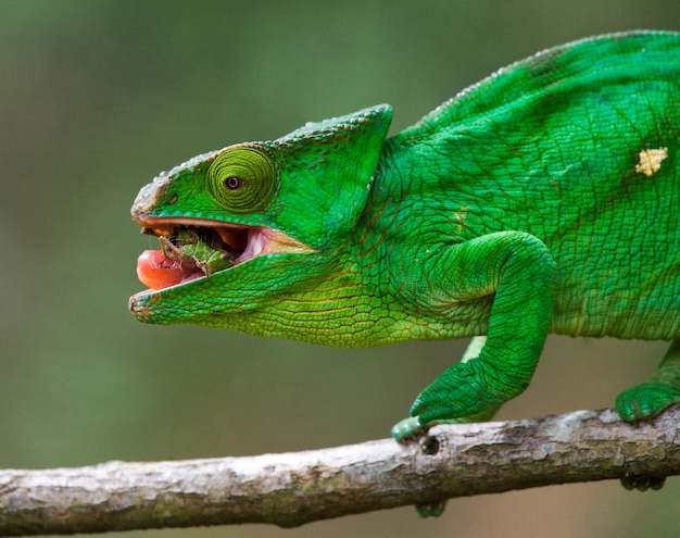 Chameleon is eating insect. Close-up. Madagascar.