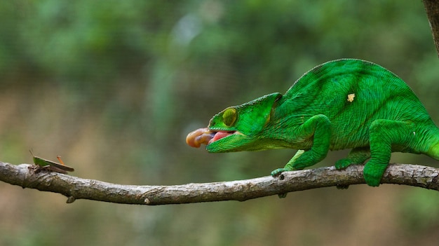 Chameleon is hunting insect. Long tongue chameleon. Madagascar.