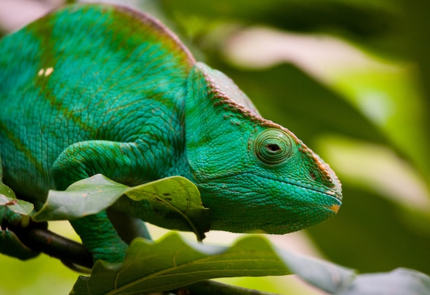 Chameleon is sitting on a branch. Madagascar.