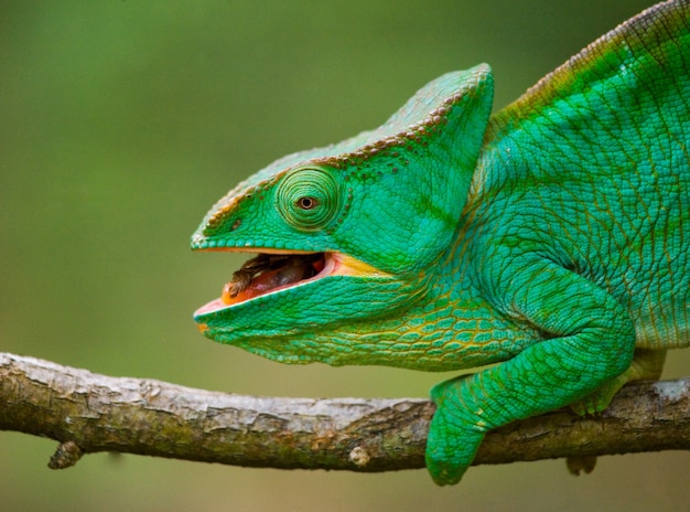 Chameleon is sitting on a branch. Madagascar.