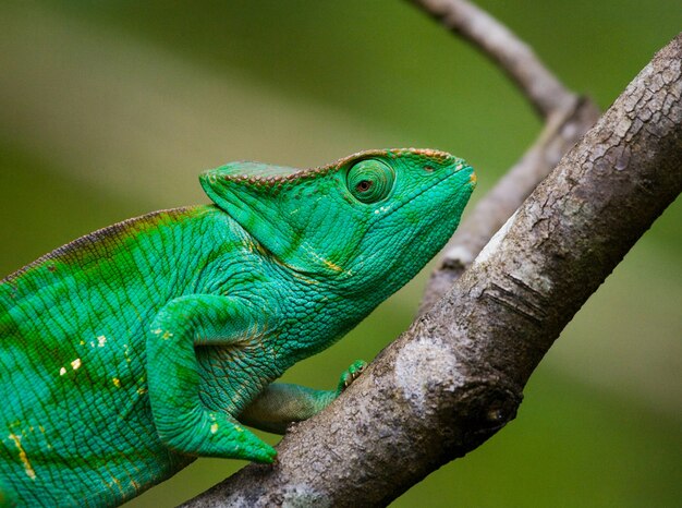 Chameleon is sitting on a branch. Madagascar.