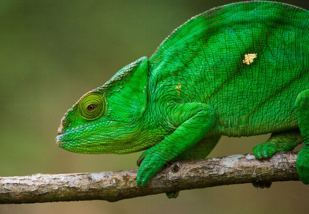 Chameleon is sitting on a branch. Madagascar.