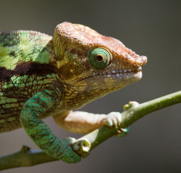 Chameleon is sitting on a branch. Madagascar.