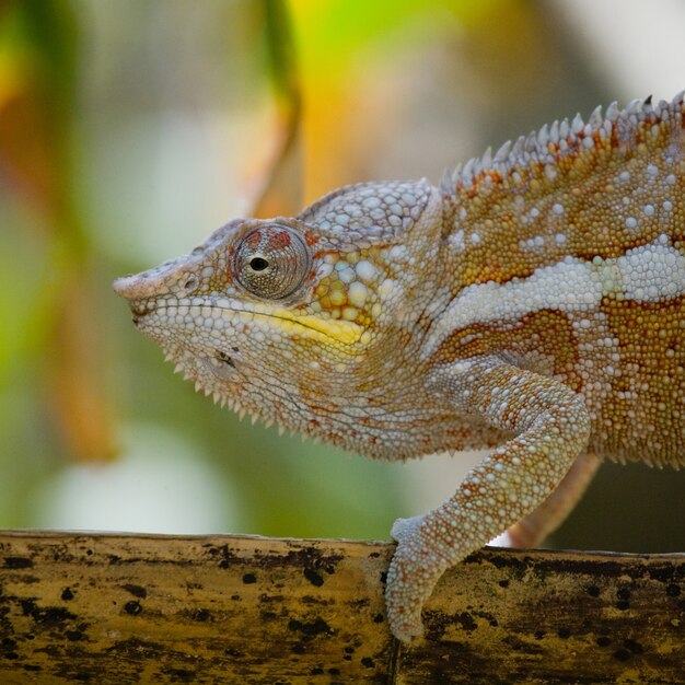 Chameleon is sitting on a branch. Madagascar.