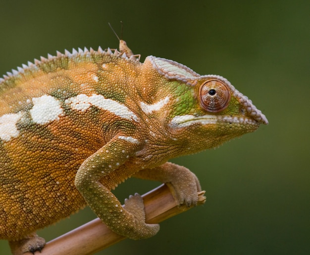 Photo chameleon is sitting on a branch. madagascar.