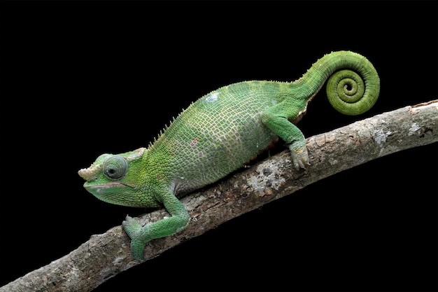 A chameleon is sitting on a branch with its tail curled up.