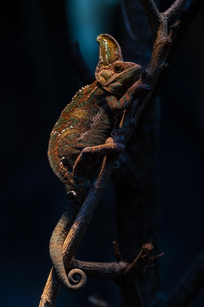 Chameleon isolated on large black background