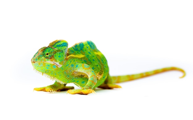 Photo chameleon isolated on white