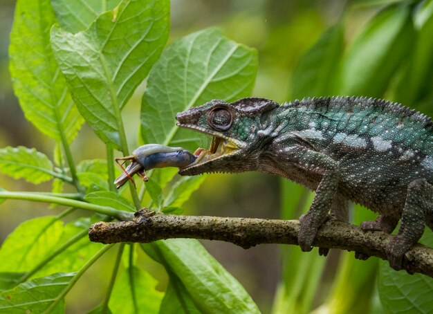 Chameleon jaagt op insecten. Kameleon met lange tong. Madagascar.