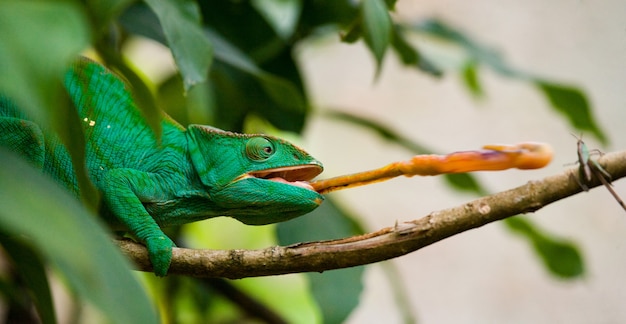 Chameleon jaagt op insecten. Kameleon met lange tong. Madagascar.