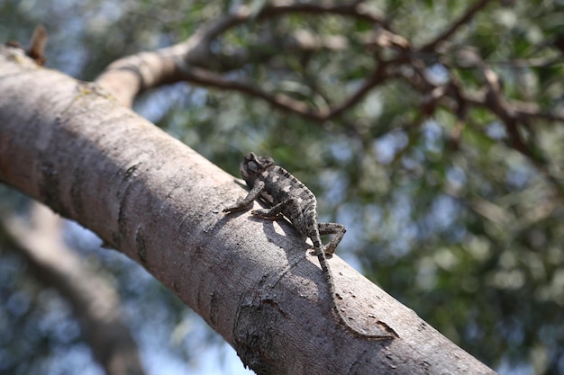 Chameleon Lizard focuses on camera in wild.