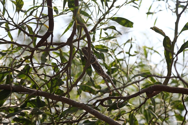 Chameleon Lizard focuses on camera in wild.