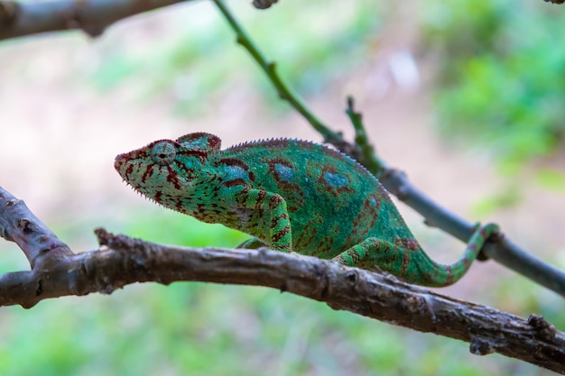 chameleon moves along a branch