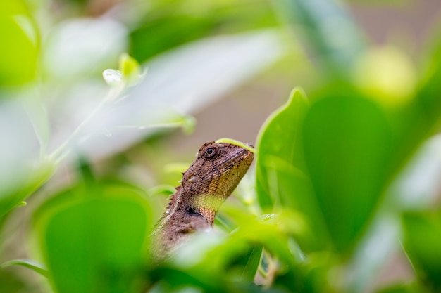 写真 雨の中で葉にカメレオン。クローズアップマクロ。