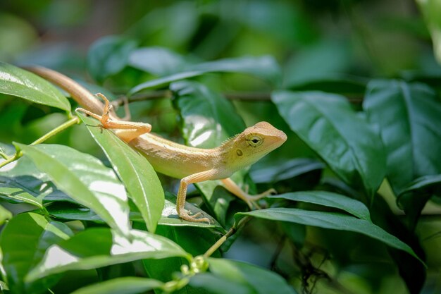 A chameleon perched on a branch in the park