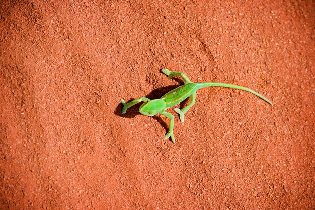 Chameleon in the sand