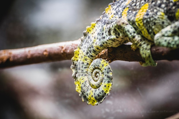 chameleon uploaded to a branch with beautiful green colors