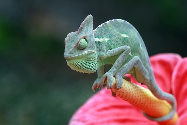 花に覆われたカメレオンを捕まえる昆虫動物のクローズアップに覆われたカメレオン