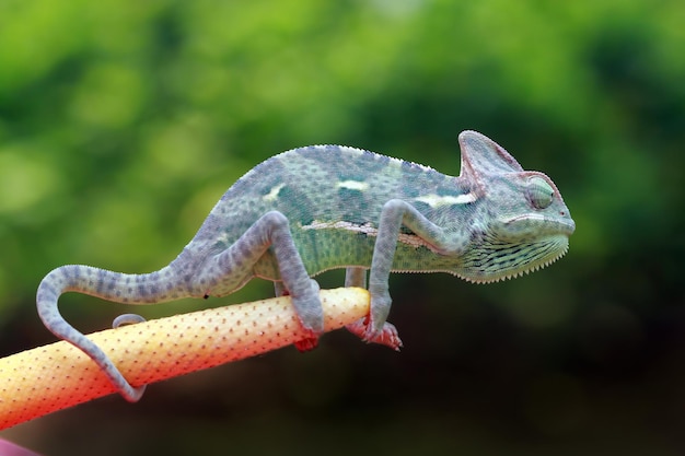 赤い花に覆われたカメレオンのベールに包まれた昆虫の動物のクローズアップを捕まえるカメレオン