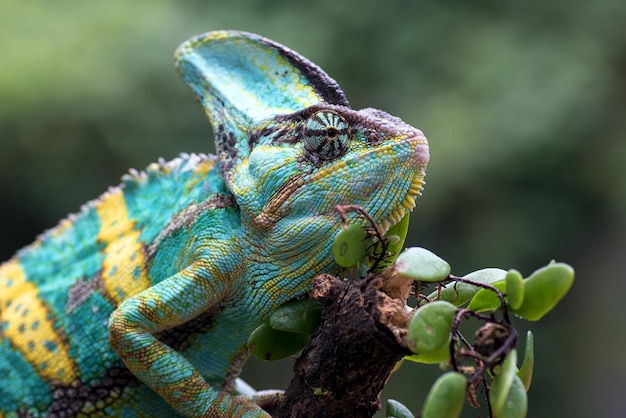 Chameleon veiled closeup head