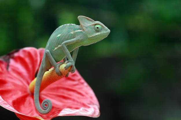 chameleon veiled on flower