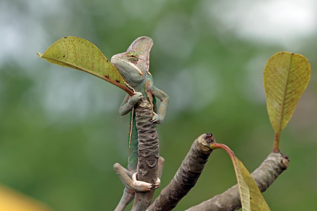 Chameleon veiled ready catch prey Chameleon veiled walking on branch