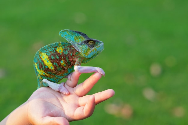 Chameleon with blur background predator