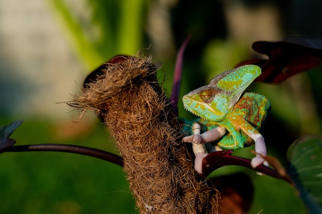 Chameleon with blur background predator