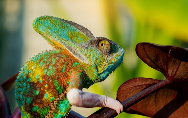 Chameleon with blur background predator