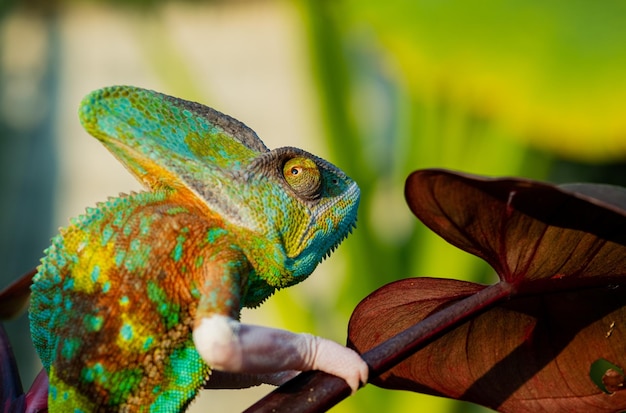Chameleon with blur background predator