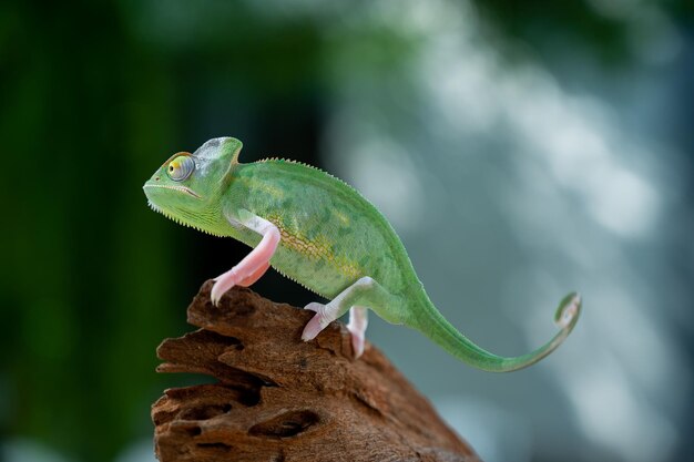 Chameleon with blur background predator