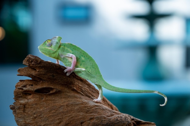 Chameleon with blur background predator