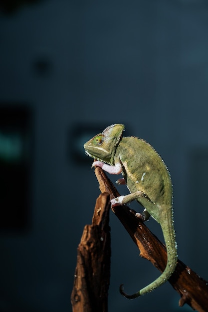 Chameleon with blur background predator