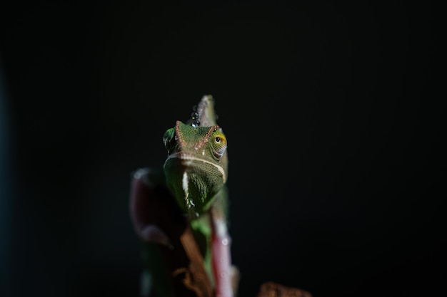 Chameleon with blur background predator