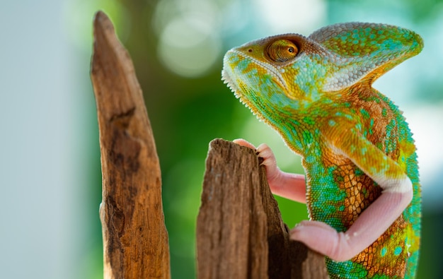 Chameleon with blur background predator