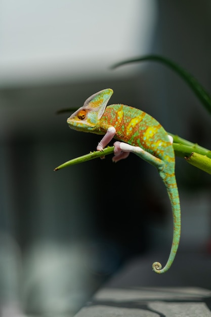 Foto camaleonte con sfocatura dello sfondo predatore